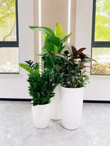 想让环境添绿？镇海植物租摆公司是首选！