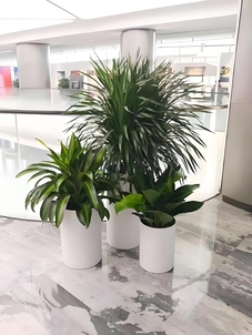 宁波海曙花木租赁公司